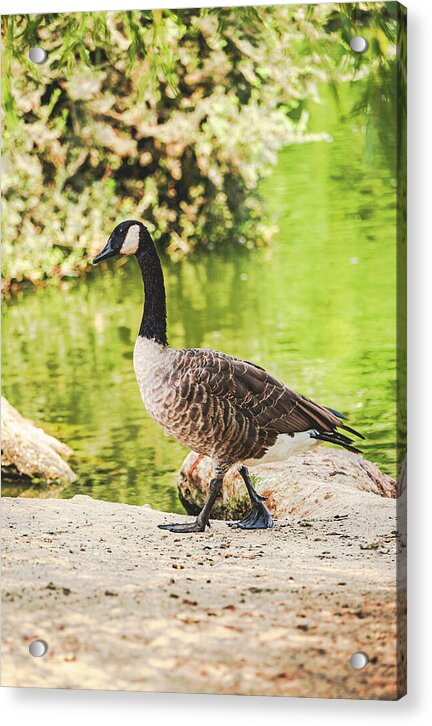 Canadian Goose by a Tranquil Pond - Acrylic Print