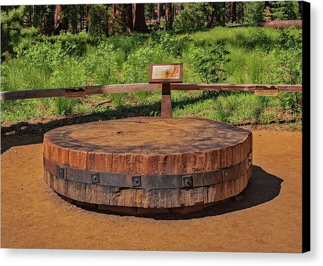 Chopped up Slice of a Giant Sequoia Display - Canvas Print