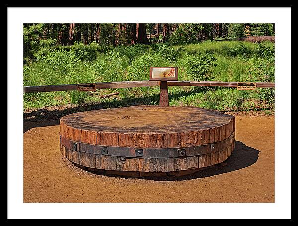 Chopped up Slice of a Giant Sequoia Display - Framed Print