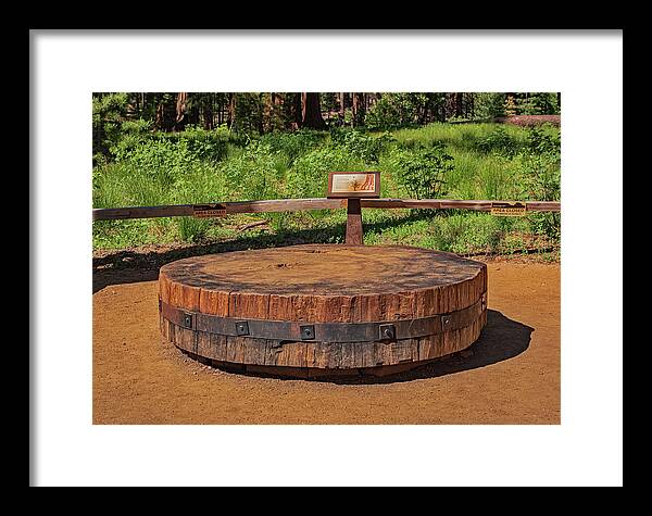 Chopped up Slice of a Giant Sequoia Display - Framed Print