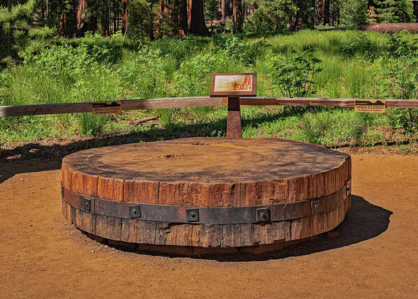 Chopped up Slice of a Giant Sequoia Display - Art Print