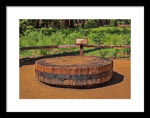Chopped up Slice of a Giant Sequoia Display - Framed Print