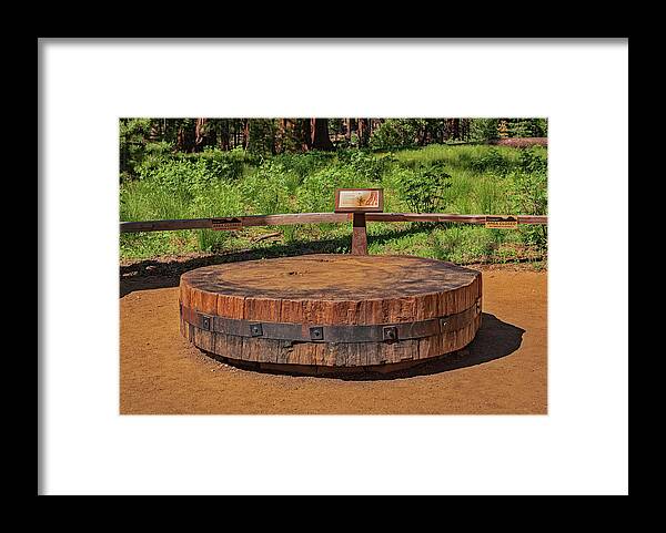 Chopped up Slice of a Giant Sequoia Display - Framed Print