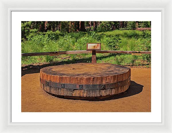 Chopped up Slice of a Giant Sequoia Display - Framed Print