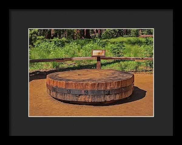 Chopped up Slice of a Giant Sequoia Display - Framed Print