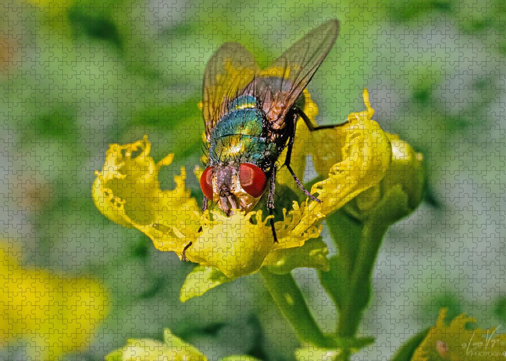 Close up of a Fly on a Common Rue - Puzzle