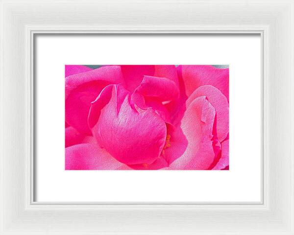 Closeup of a Wonderful Pink Rose - Framed Print