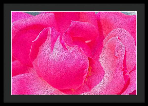 Closeup of a Wonderful Pink Rose - Framed Print