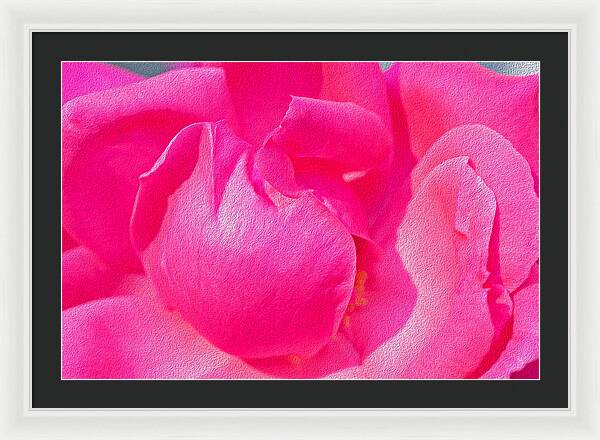 Closeup of a Wonderful Pink Rose - Framed Print