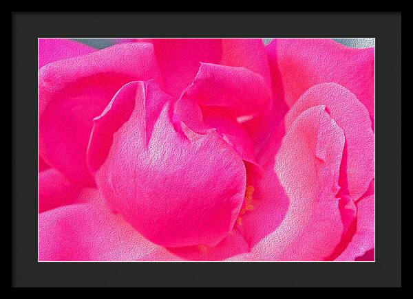 Closeup of a Wonderful Pink Rose - Framed Print