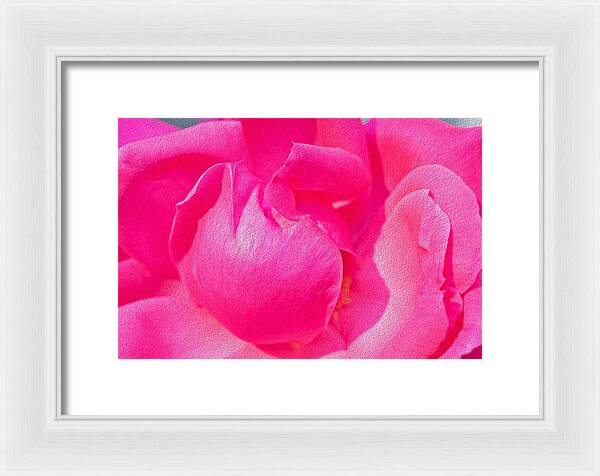 Closeup of a Wonderful Pink Rose - Framed Print