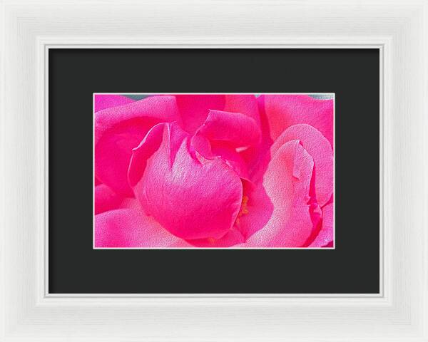 Closeup of a Wonderful Pink Rose - Framed Print