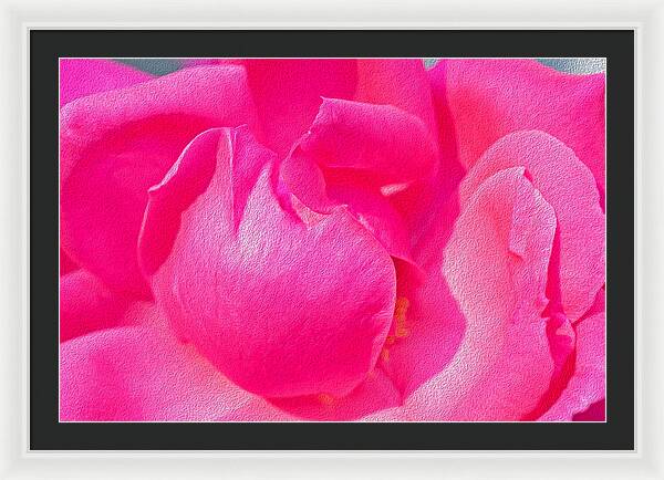 Closeup of a Wonderful Pink Rose - Framed Print