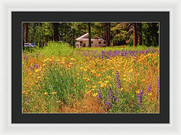 Colorful and Vibrant Meadows With Wild Flowers - Framed Print
