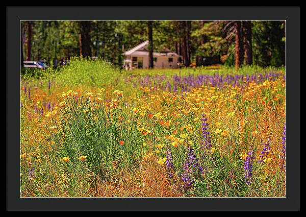 Colorful and Vibrant Meadows With Wild Flowers - Framed Print