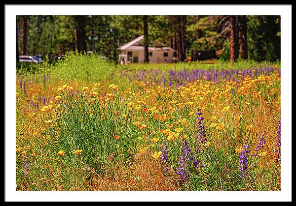 Colorful and Vibrant Meadows With Wild Flowers - Framed Print