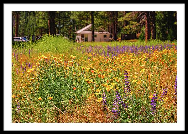 Colorful and Vibrant Meadows With Wild Flowers - Framed Print