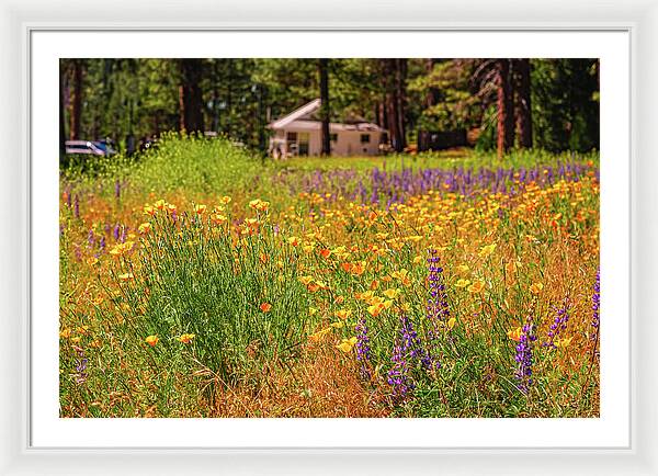 Colorful and Vibrant Meadows With Wild Flowers - Framed Print