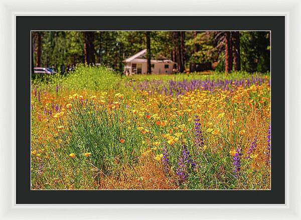 Colorful and Vibrant Meadows With Wild Flowers - Framed Print