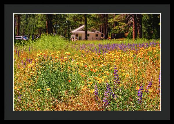 Colorful and Vibrant Meadows With Wild Flowers - Framed Print