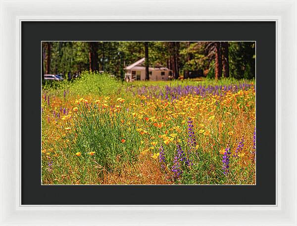 Colorful and Vibrant Meadows With Wild Flowers - Framed Print