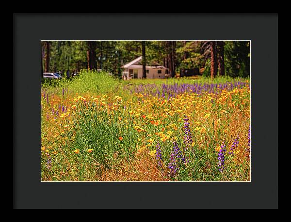 Colorful and Vibrant Meadows With Wild Flowers - Framed Print