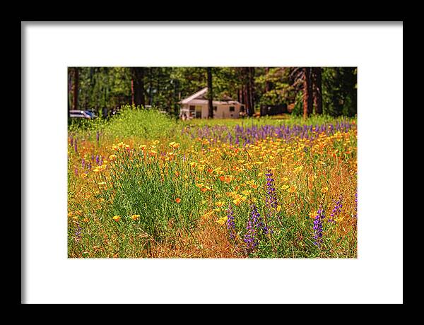 Colorful and Vibrant Meadows With Wild Flowers - Framed Print