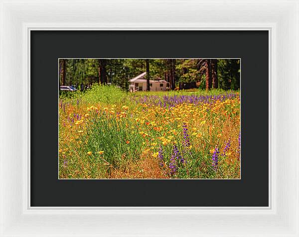 Colorful and Vibrant Meadows With Wild Flowers - Framed Print