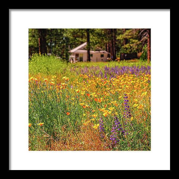Colorful and Vibrant Meadows With Wild Flowers - Framed Print