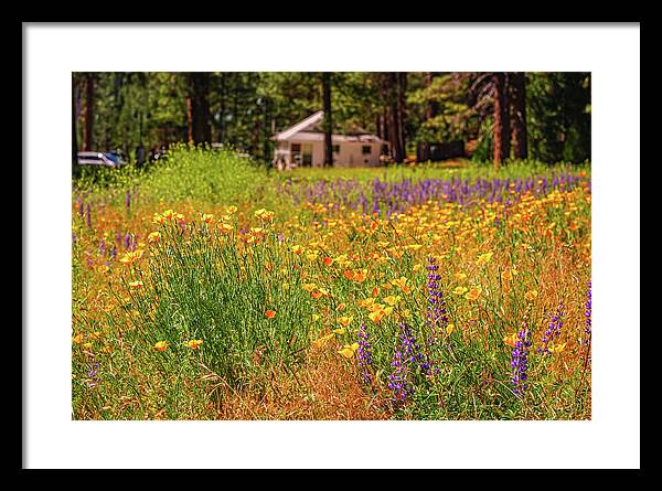Colorful and Vibrant Meadows With Wild Flowers - Framed Print
