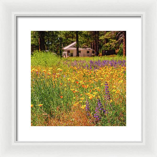 Colorful and Vibrant Meadows With Wild Flowers - Framed Print
