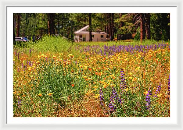 Colorful and Vibrant Meadows With Wild Flowers - Framed Print