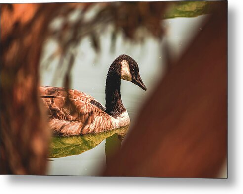 Contemplative Goose on Water - Metal Print