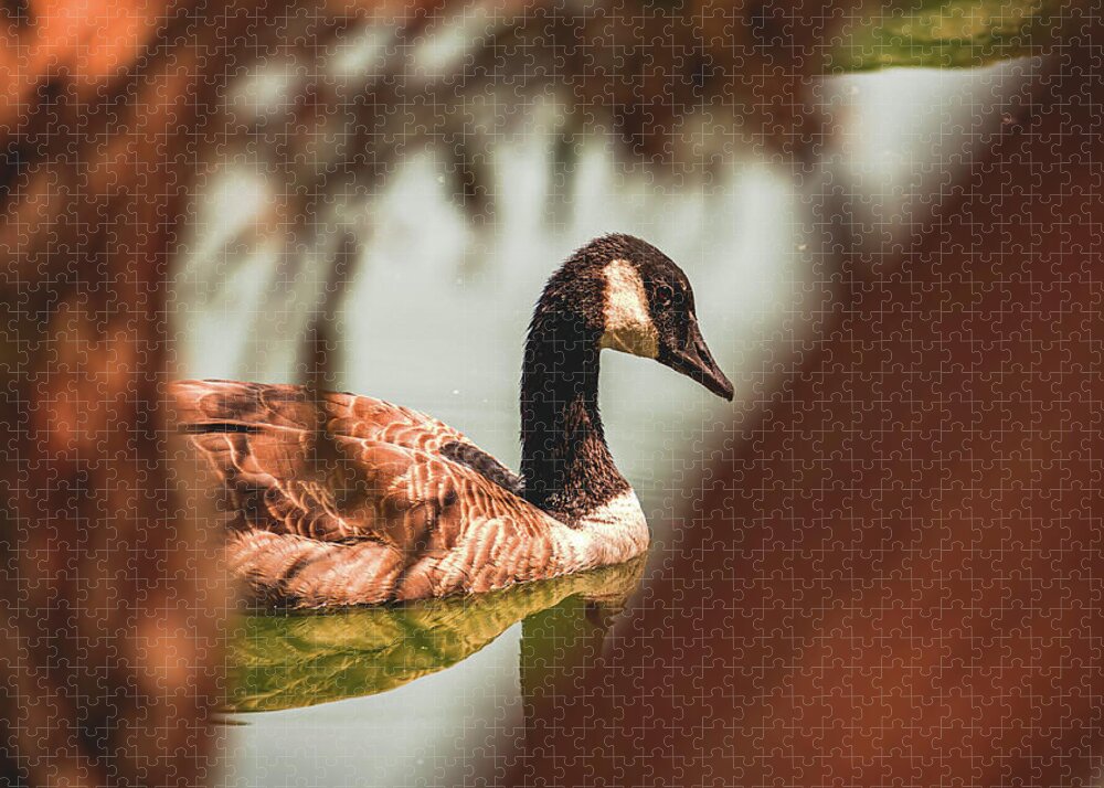 Contemplative Goose on Water - Puzzle