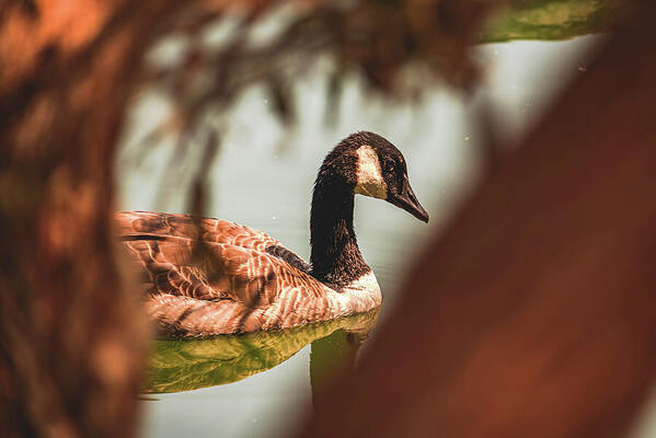 Contemplative Goose on Water - Art Print