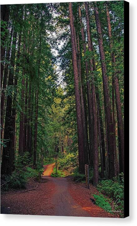 Cowell Redwoods State Park - Canvas Print