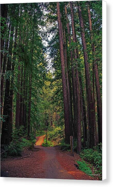 Cowell Redwoods State Park - Canvas Print