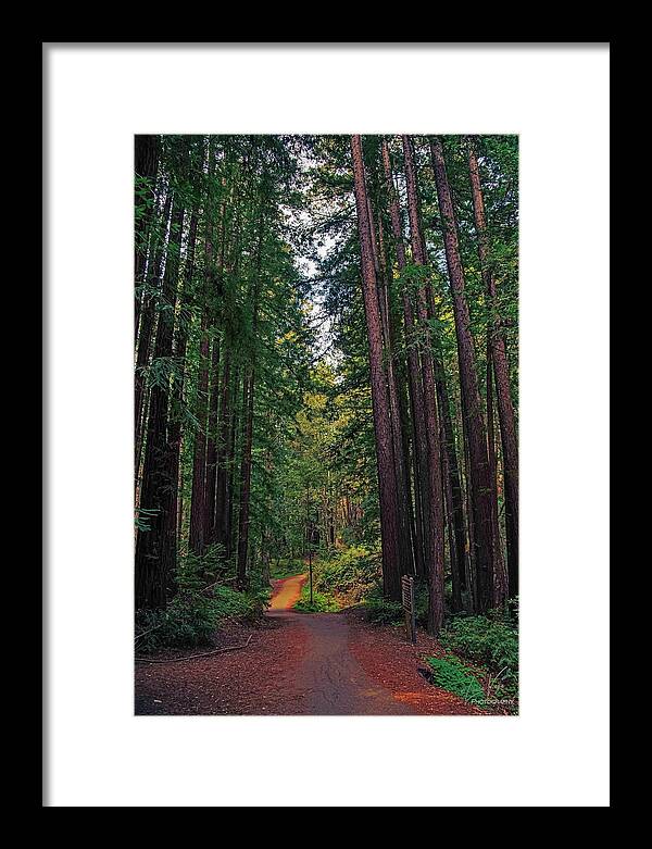 Cowell Redwoods State Park - Framed Print