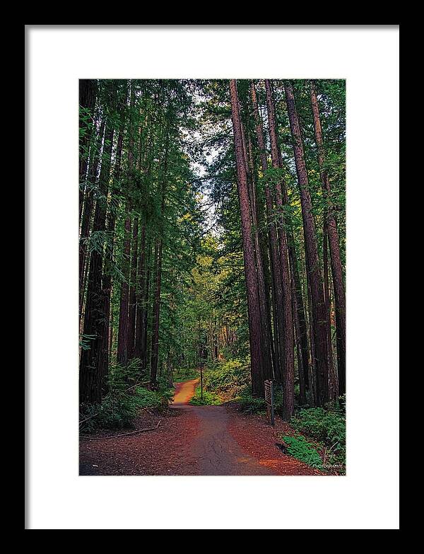 Cowell Redwoods State Park - Framed Print