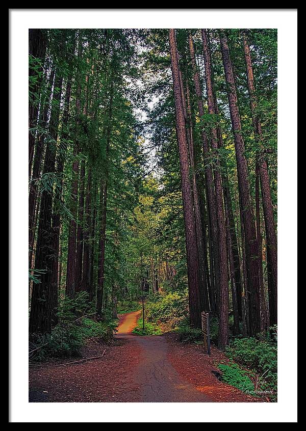 Cowell Redwoods State Park - Framed Print