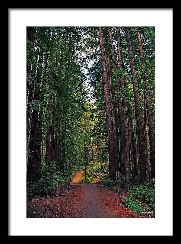Cowell Redwoods State Park - Framed Print