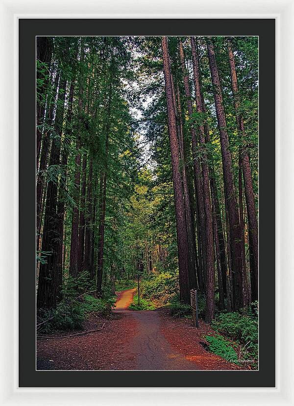 Cowell Redwoods State Park - Framed Print