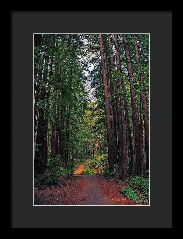 Cowell Redwoods State Park - Framed Print