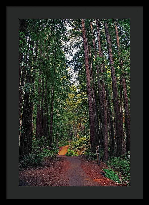 Cowell Redwoods State Park - Framed Print