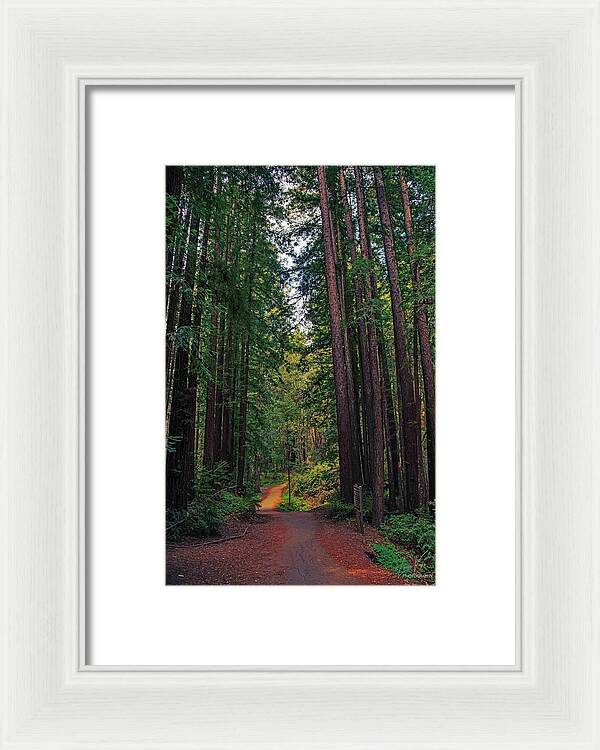 Cowell Redwoods State Park - Framed Print