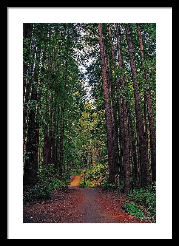 Cowell Redwoods State Park - Framed Print