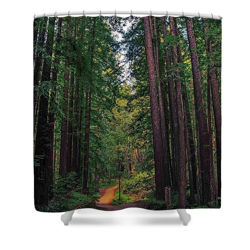 Cowell Redwoods State Park - Shower Curtain