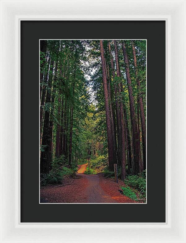 Cowell Redwoods State Park - Framed Print