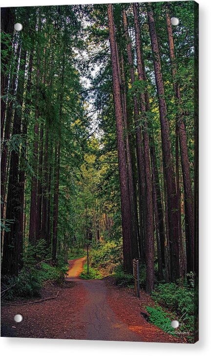 Cowell Redwoods State Park - Acrylic Print