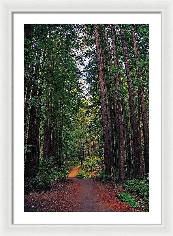 Cowell Redwoods State Park - Framed Print